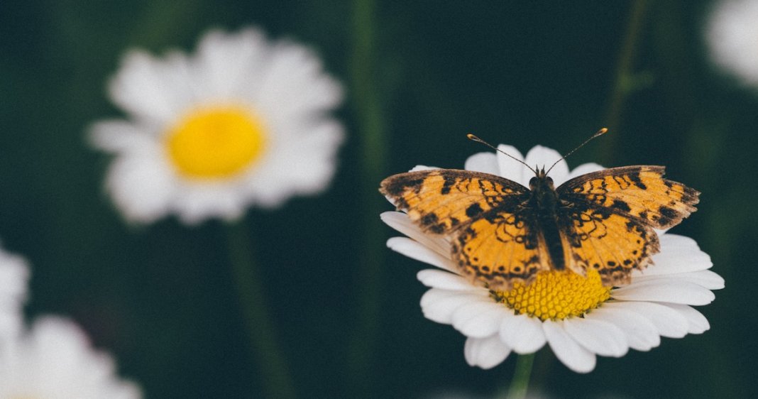 O amor é como uma borboleta…