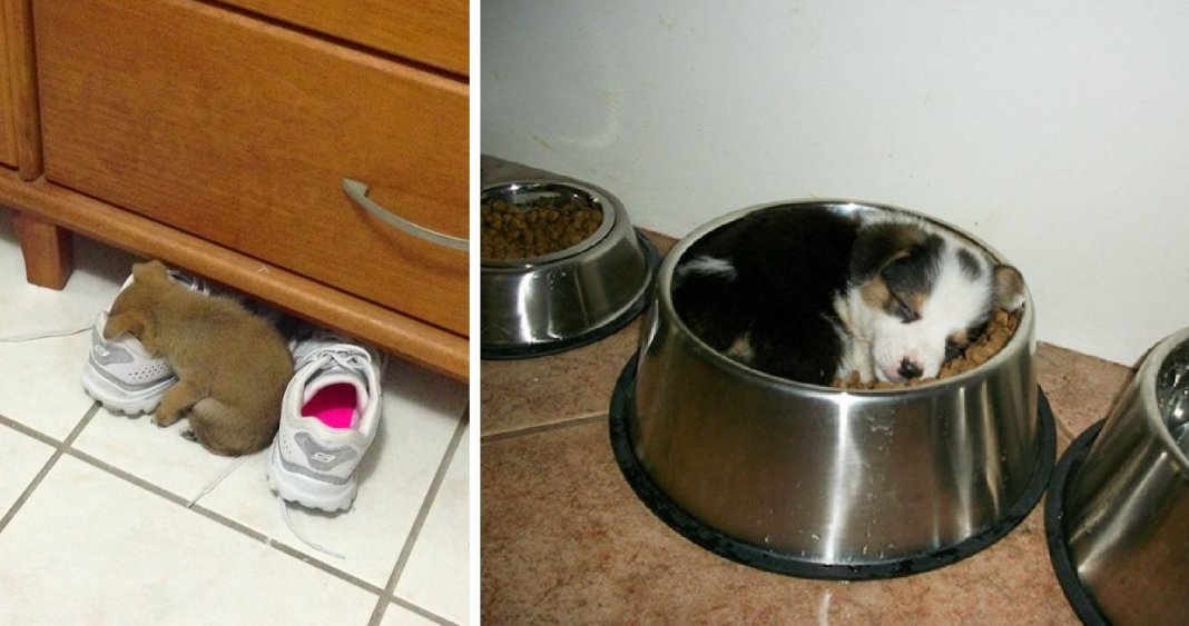 15 cachorros que quiseram mostrar que são capazes de dormir em qualquer lado
