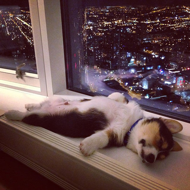 inspiringlife.pt - 15 cachorros que quiseram mostrar que são capazes de dormir em qualquer lado