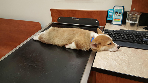 inspiringlife.pt - 15 cachorros que quiseram mostrar que são capazes de dormir em qualquer lado