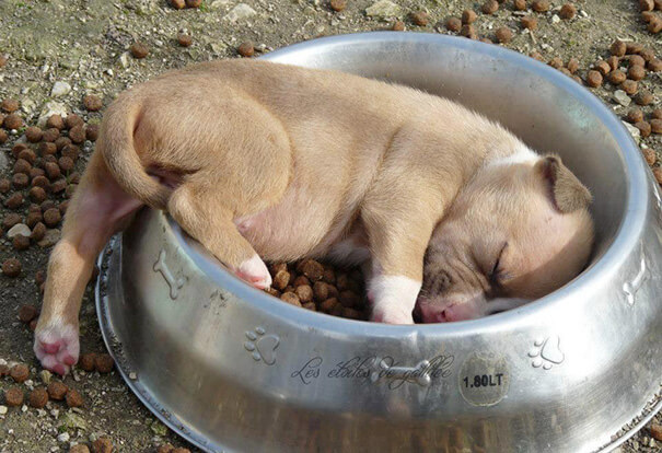 inspiringlife.pt - 15 cachorros que quiseram mostrar que são capazes de dormir em qualquer lado