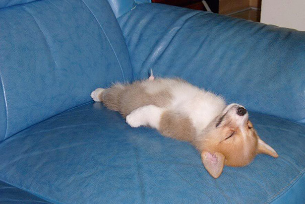 inspiringlife.pt - 15 cachorros que quiseram mostrar que são capazes de dormir em qualquer lado