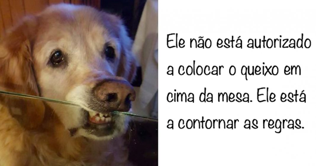 17 cachorros que tentaram contornar as regras dos seus donos