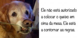 17 cachorros que tentaram contornar as regras dos seus donos