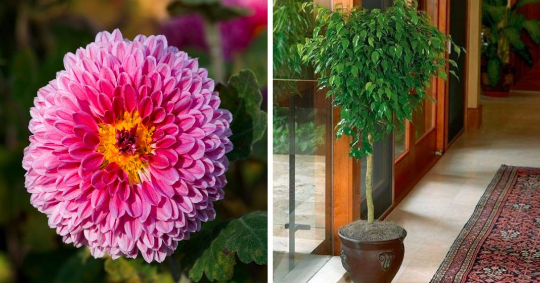 17 melhores plantas para purificarem o ar da tua casa