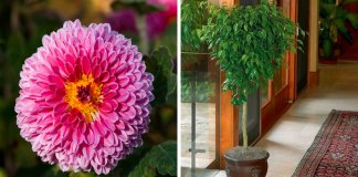 17 melhores plantas para purificarem o ar da tua casa