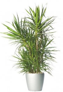 inspiringlife.pt - 17 melhores plantas para purificarem o ar da tua casa