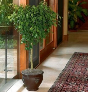 inspiringlife.pt - 17 melhores plantas para purificarem o ar da tua casa