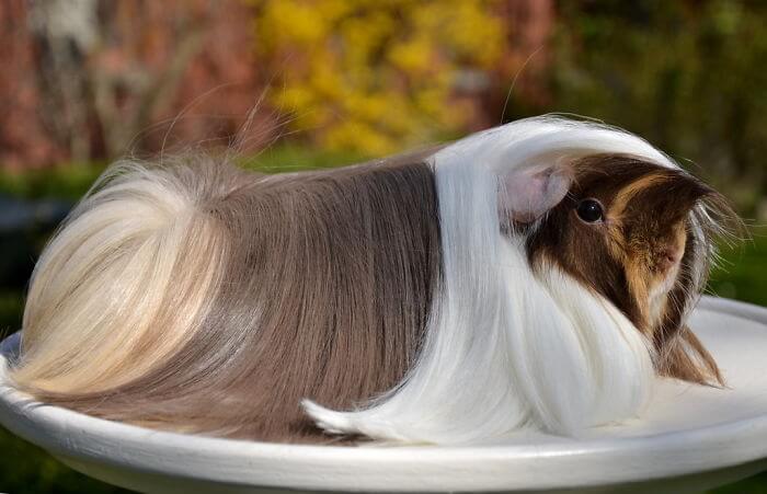 inspiringlife.pt - 18 porquinhos-da-índia com os penteados mais majestosos que alguma vez verás