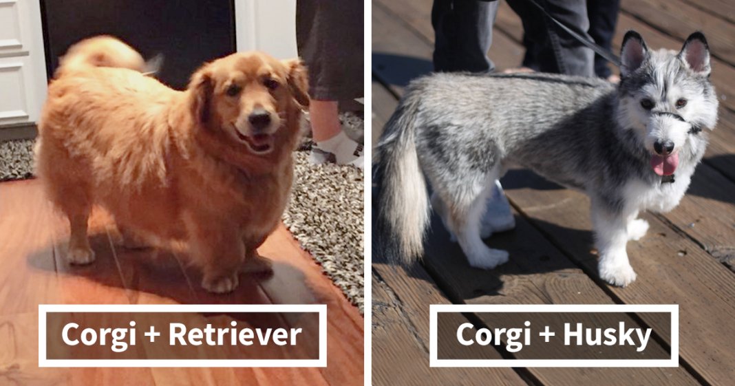 19 cachorros adoráveis que resultaram da mistura de Corgi’s com outras raças