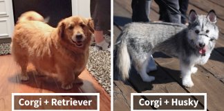 19 cachorros adoráveis que resultaram da mistura de Corgi’s com outras raças