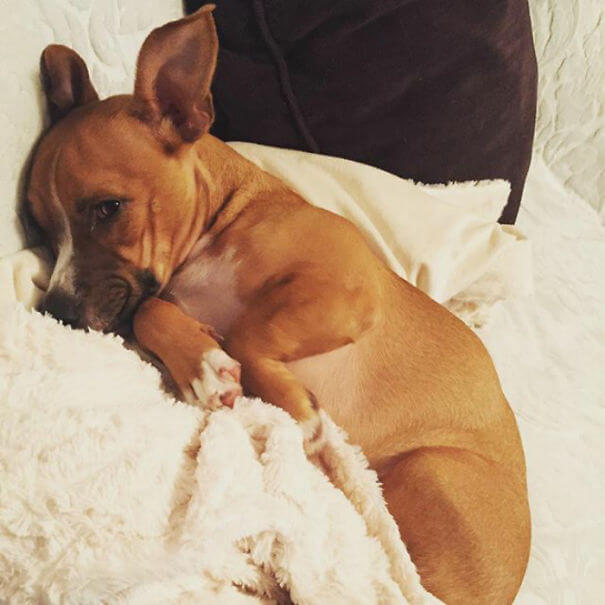 inspiringlife.pt - 19 cachorros adoráveis que resultaram da mistura de Corgi's com outras raças