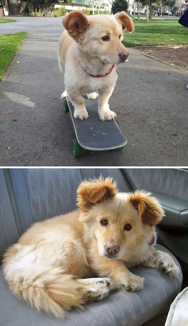 inspiringlife.pt - 19 cachorros adoráveis que resultaram da mistura de Corgi's com outras raças