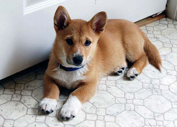 inspiringlife.pt - 19 cachorros adoráveis que resultaram da mistura de Corgi's com outras raças