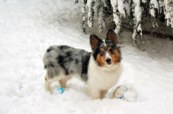 inspiringlife.pt - 19 cachorros adoráveis que resultaram da mistura de Corgi's com outras raças