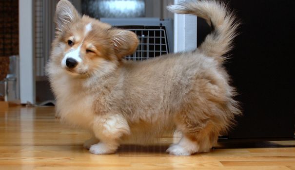 inspiringlife.pt - 19 cachorros adoráveis que resultaram da mistura de Corgi's com outras raças