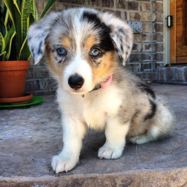 inspiringlife.pt - 19 cachorros adoráveis que resultaram da mistura de Corgi's com outras raças