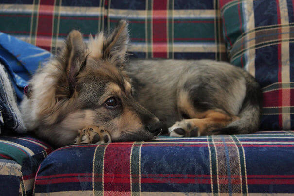 inspiringlife.pt - 19 cachorros adoráveis que resultaram da mistura de Corgi's com outras raças