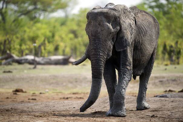 inspiringlife.pt - Caçador morre esmagado pelo elefante que tentava caçar