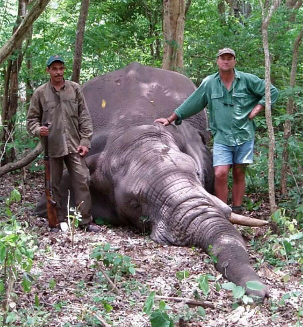 inspiringlife.pt - Caçador morre esmagado pelo elefante que tentava caçar