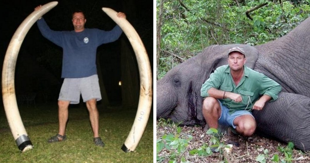 Caçador morre esmagado pelo elefante que tentava caçar