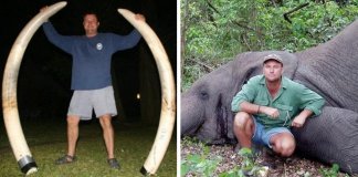 Caçador morre esmagado pelo elefante que tentava caçar