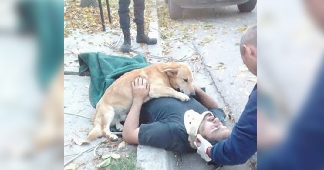 Cachorro recusa-se a abandonar dono que caiu de uma árvore até ambulância chegar