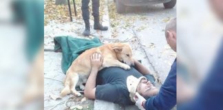 Cachorro recusa-se a abandonar dono que caiu de uma árvore até ambulância chegar