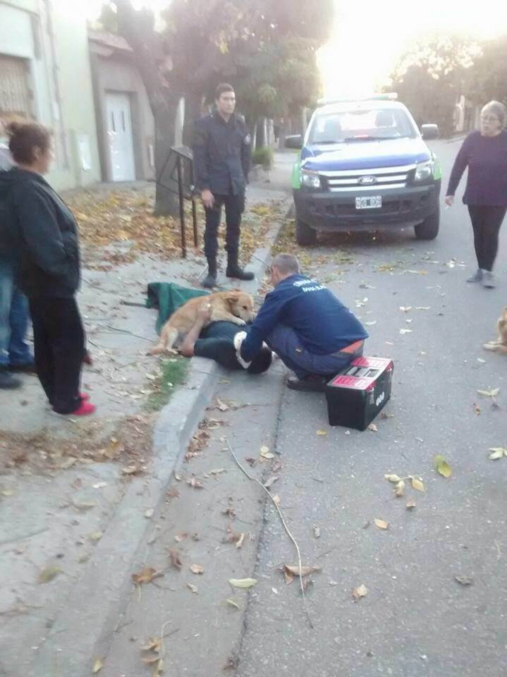 inspiringlife.pt - Cachorro recusa-se a abandonar dono que caiu de uma árvore até ambulância chegar