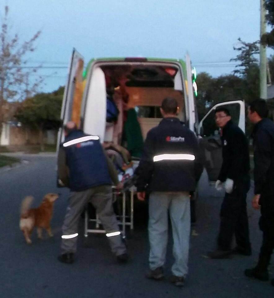 inspiringlife.pt - Cachorro recusa-se a abandonar dono que caiu de uma árvore até ambulância chegar