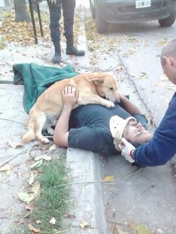 inspiringlife.pt - Cachorro recusa-se a abandonar dono que caiu de uma árvore até ambulância chegar