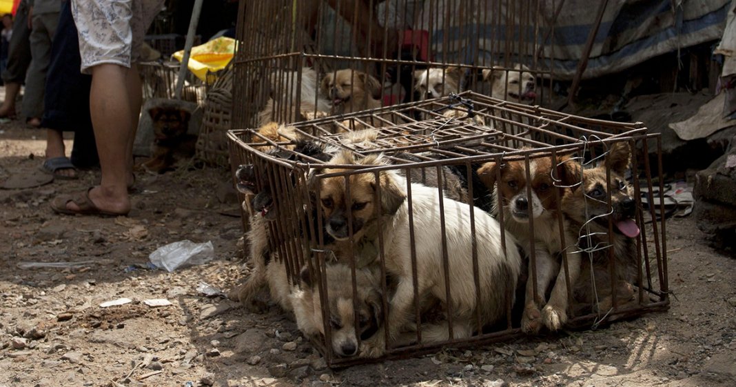 Carne de cão é finalmente banida do Festival Yulin na China