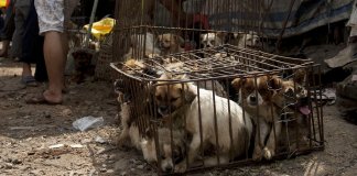 Carne de cão é finalmente banida do Festival Yulin na China