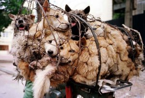 inspiringlife.pt - Carne de cão é finalmente banida do Festival Yulin na China