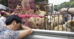 inspiringlife.pt - Carne de cão é finalmente banida do Festival Yulin na China