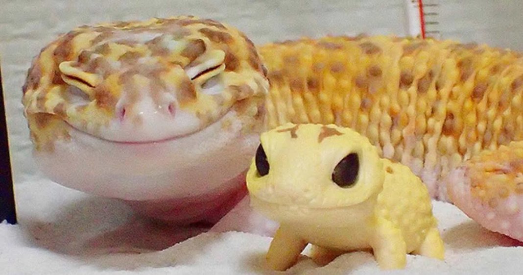 Gecko e o seu brinquedo são a coisa mais adorável que existe na Internet
