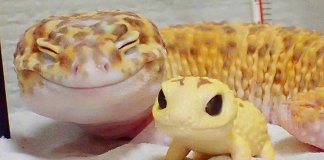 Gecko e o seu brinquedo são a coisa mais adorável que existe na Internet