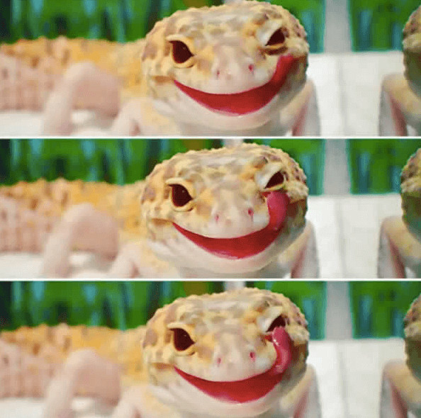 inspiringlife.pt - Gecko e o seu brinquedo são a coisa mais adorável que existe na Internet