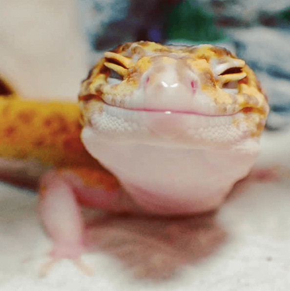 inspiringlife.pt - Gecko e o seu brinquedo são a coisa mais adorável que existe na Internet