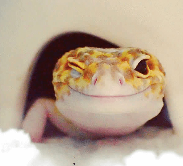 inspiringlife.pt - Gecko e o seu brinquedo são a coisa mais adorável que existe na Internet