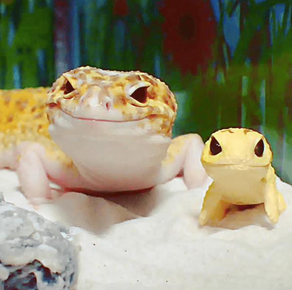 inspiringlife.pt - Gecko e o seu brinquedo são a coisa mais adorável que existe na Internet