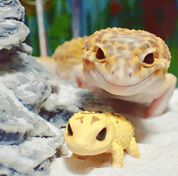 inspiringlife.pt - Gecko e o seu brinquedo são a coisa mais adorável que existe na Internet