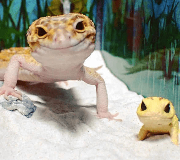 inspiringlife.pt - Gecko e o seu brinquedo são a coisa mais adorável que existe na Internet