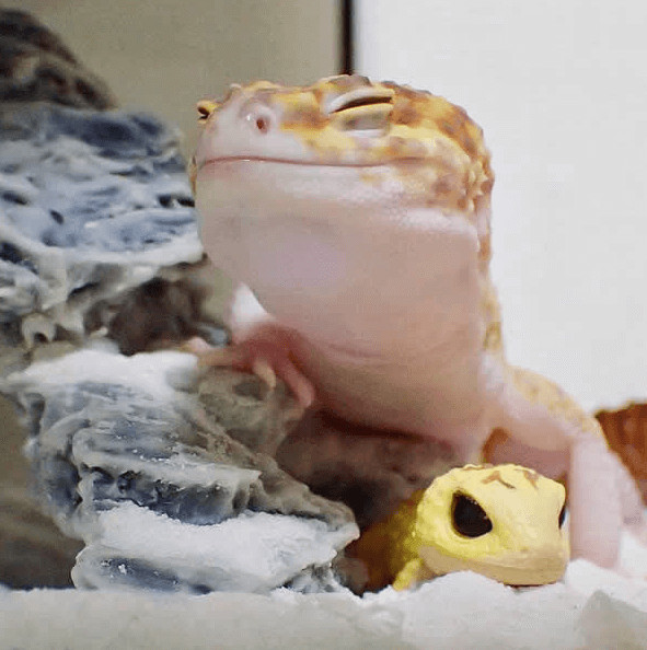 inspiringlife.pt - Gecko e o seu brinquedo são a coisa mais adorável que existe na Internet