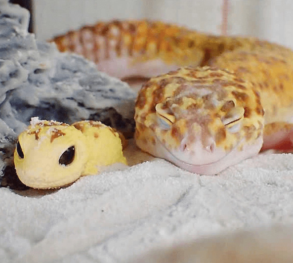 inspiringlife.pt - Gecko e o seu brinquedo são a coisa mais adorável que existe na Internet