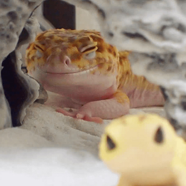 inspiringlife.pt - Gecko e o seu brinquedo são a coisa mais adorável que existe na Internet