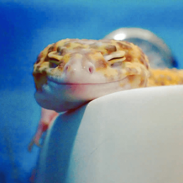 inspiringlife.pt - Gecko e o seu brinquedo são a coisa mais adorável que existe na Internet