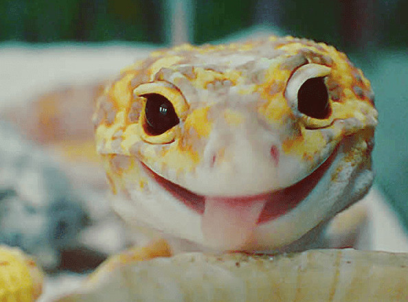 inspiringlife.pt - Gecko e o seu brinquedo são a coisa mais adorável que existe na Internet