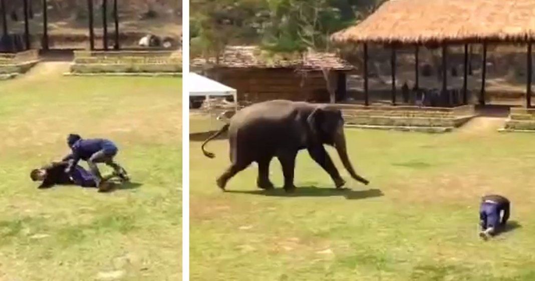 Homem ataca o cuidador de elefantes e um dos animais tem reacção incrível