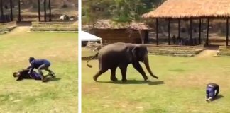 Homem ataca o cuidador de elefantes e um dos animais tem reacção incrível